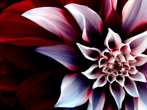 the_beautiful_enigmatic_flower.jpg